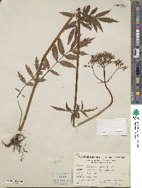 Valeriana officinalis image