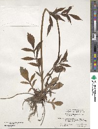 Valeriana officinalis image