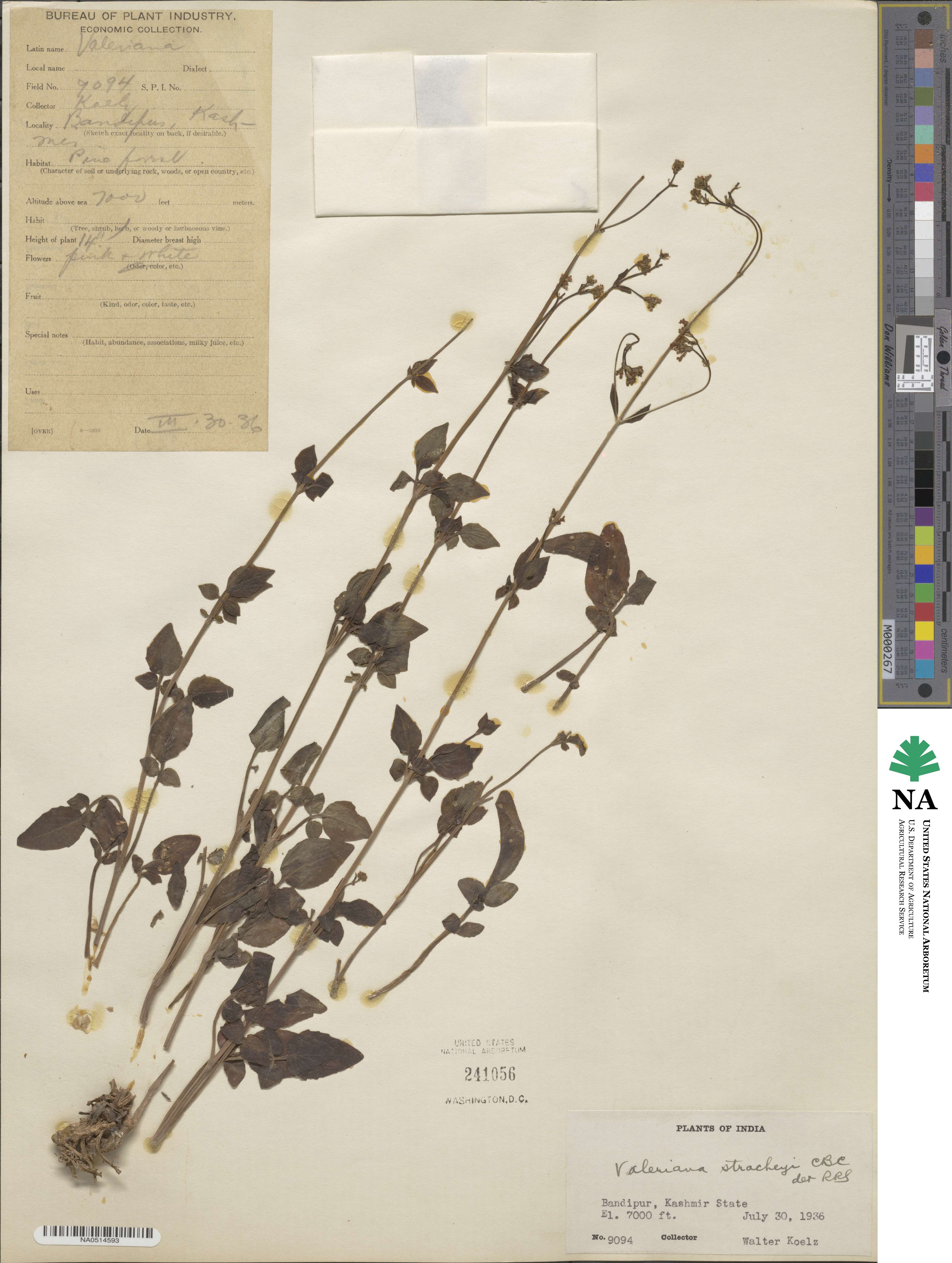 Valeriana stracheyi image