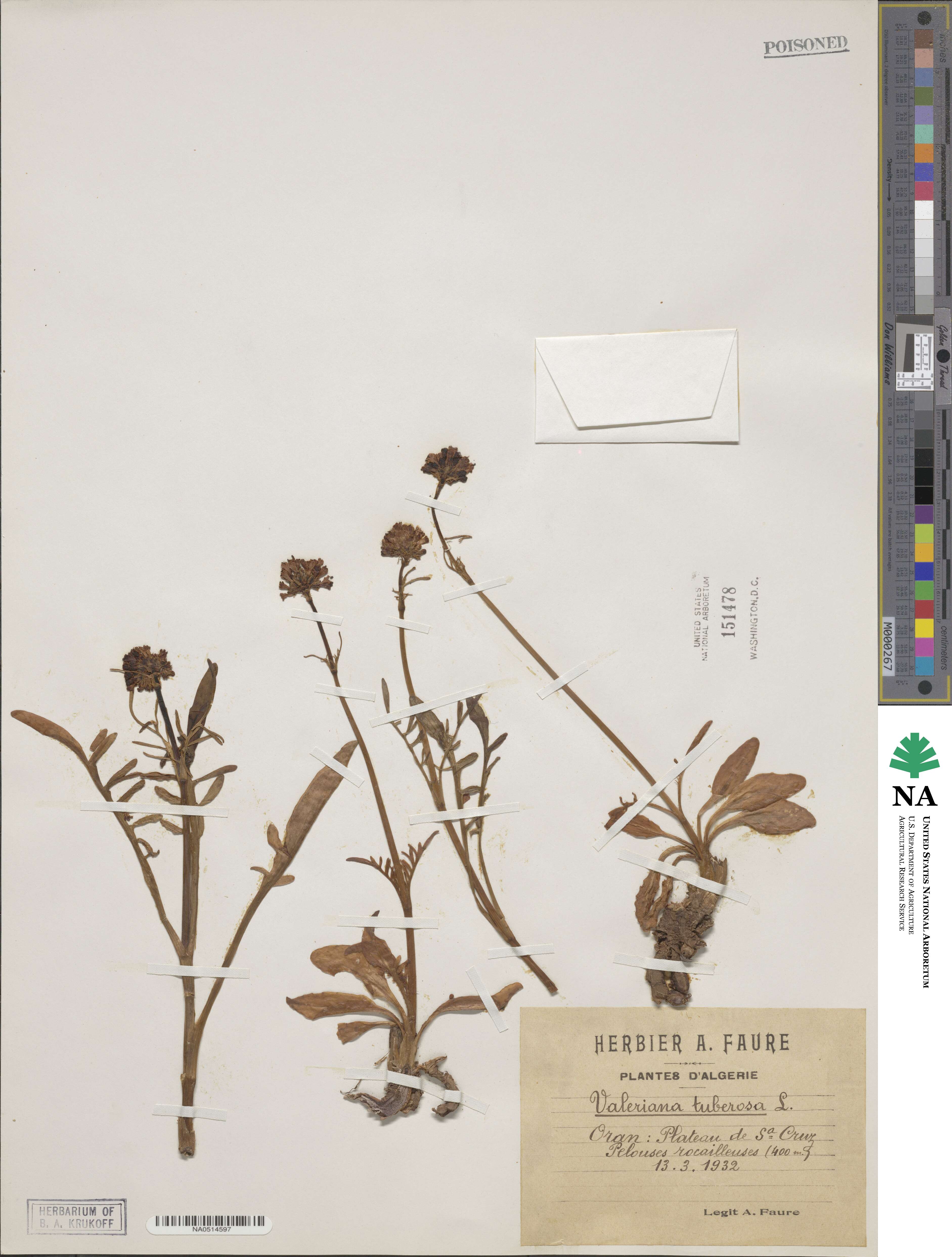 Valeriana tuberosa image