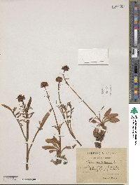 Valeriana tuberosa image