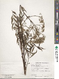 Valeriana officinalis image