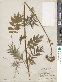 Valeriana officinalis image