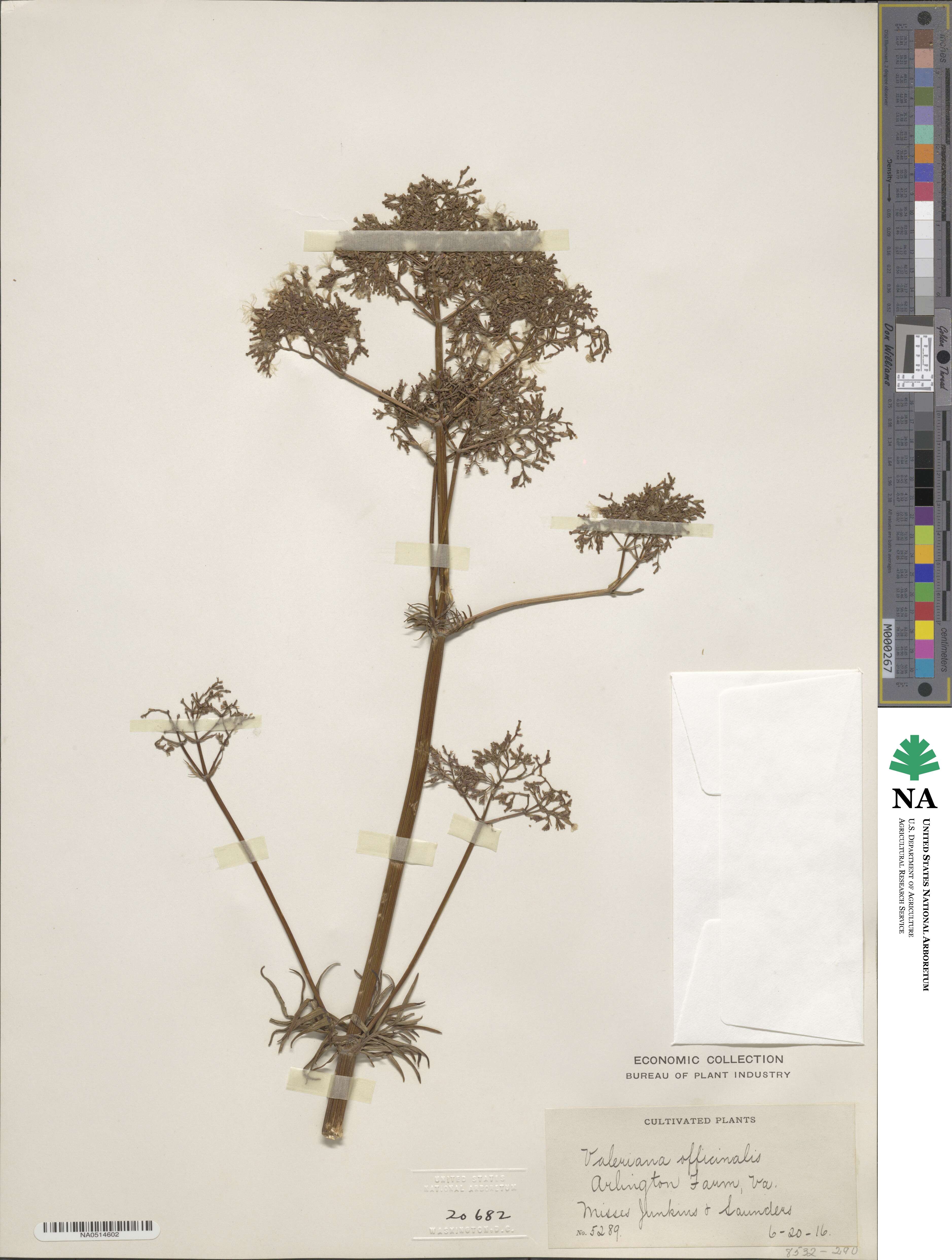 Valeriana officinalis image