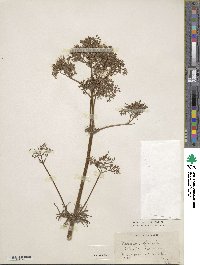 Valeriana officinalis image