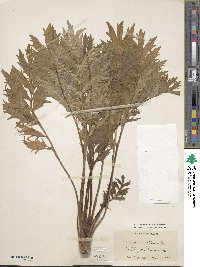 Valeriana officinalis image