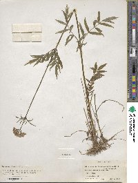 Valeriana officinalis image