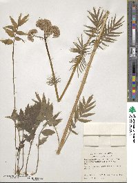 Valeriana officinalis image