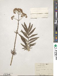 Valeriana officinalis image