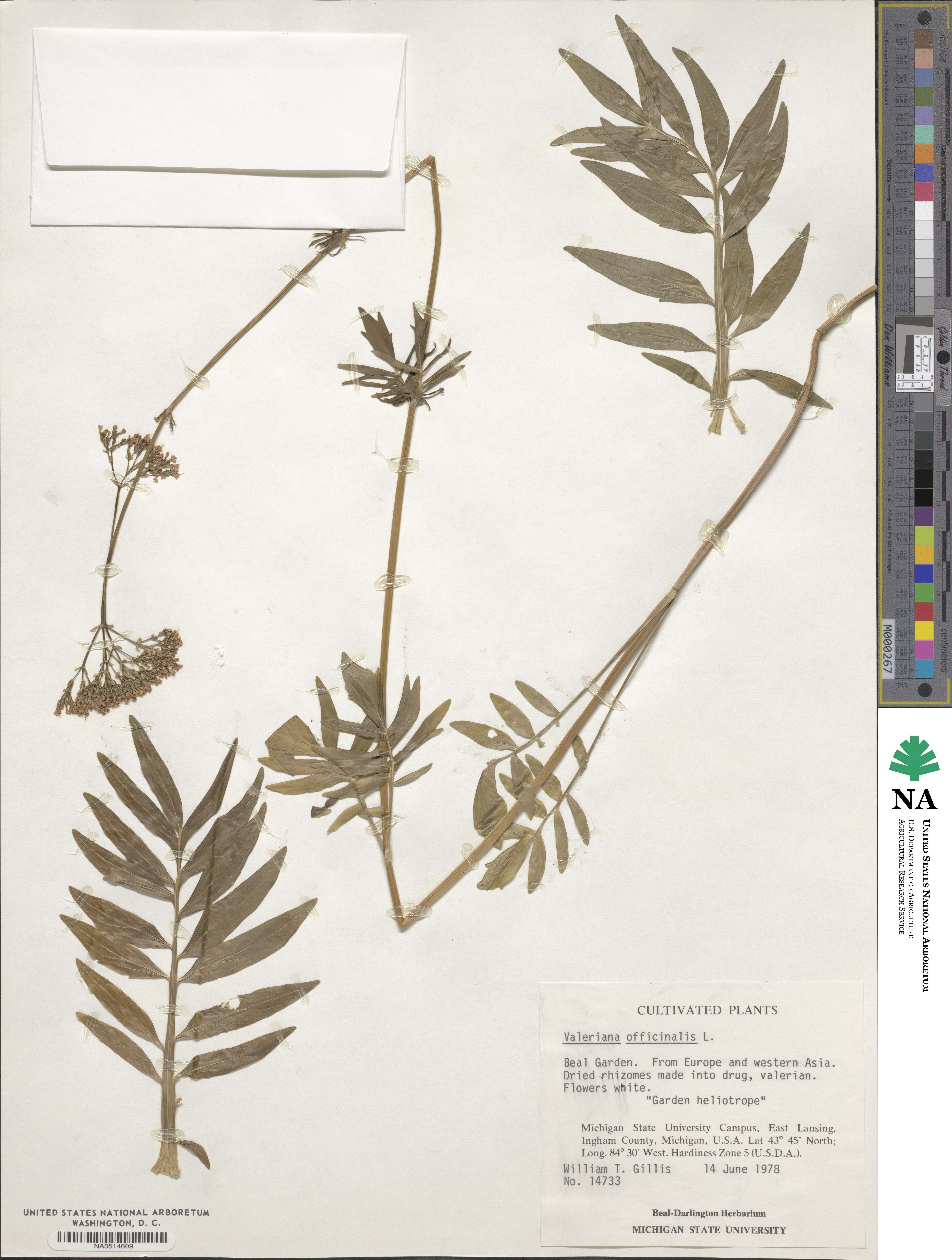 Valeriana officinalis image