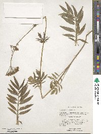 Valeriana officinalis image