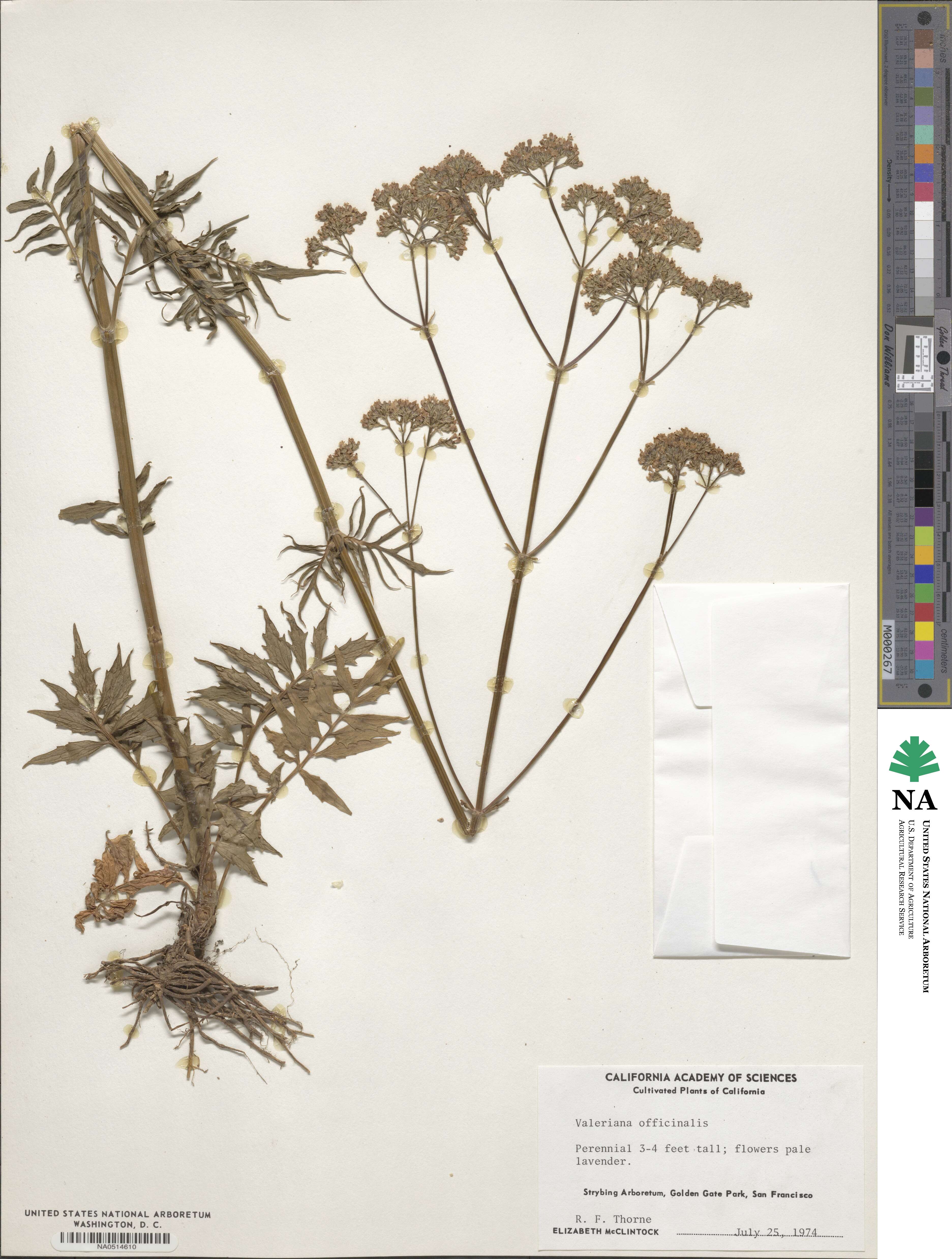 Valeriana officinalis image