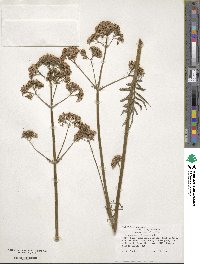 Valeriana officinalis image