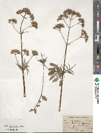 Valeriana officinalis image