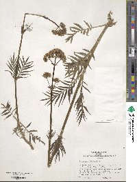 Valeriana officinalis image