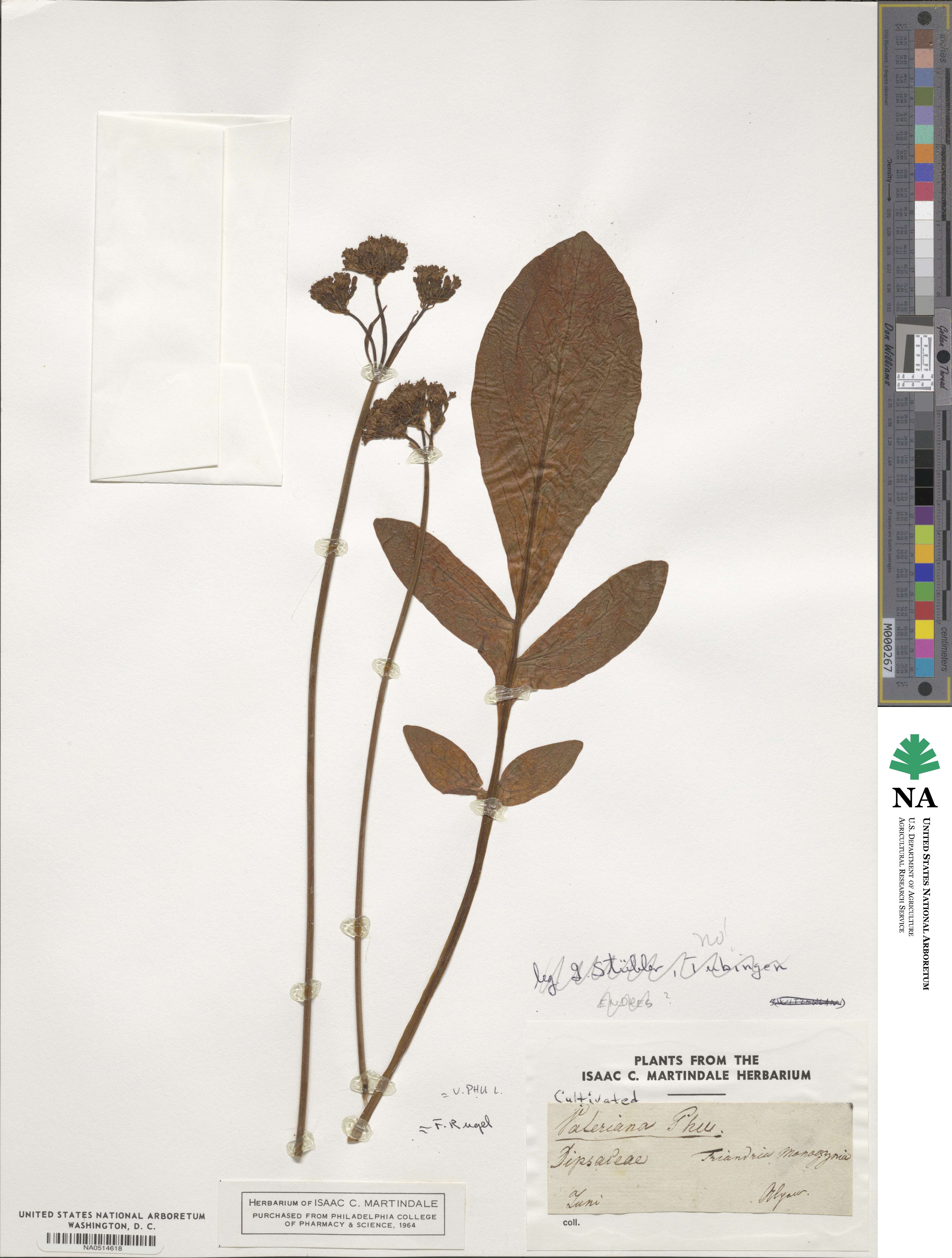 Valeriana phu image