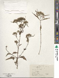 Image of Patrinia heterophylla