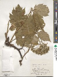 Patrinia gibbosa image