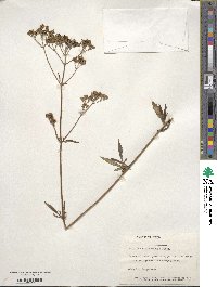 Patrinia scabiosifolia image