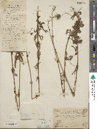 Patrinia scabiosifolia image