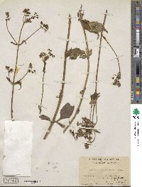 Patrinia scabiosifolia image