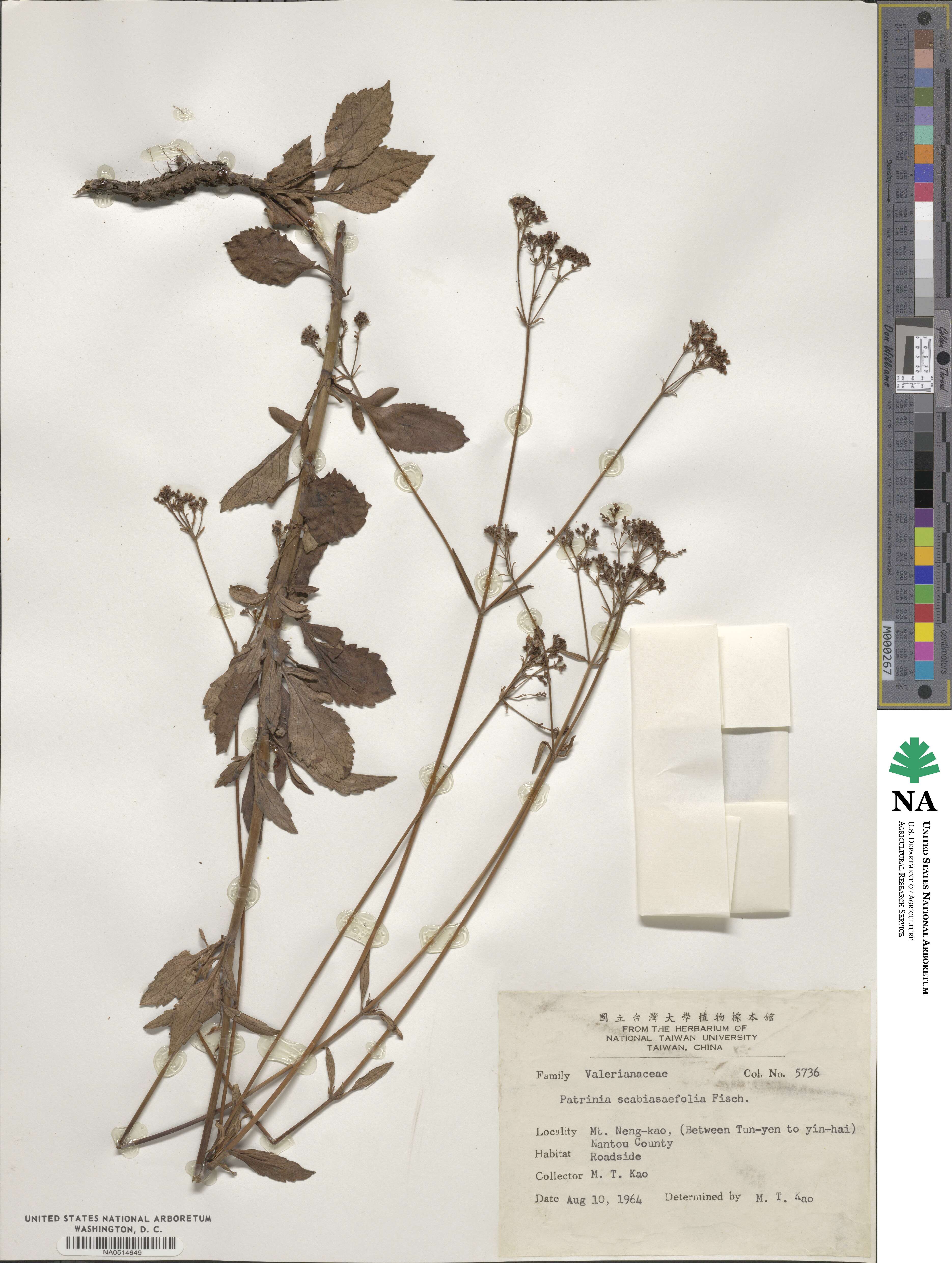 Patrinia scabiosifolia image