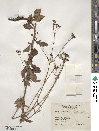 Patrinia scabiosifolia image