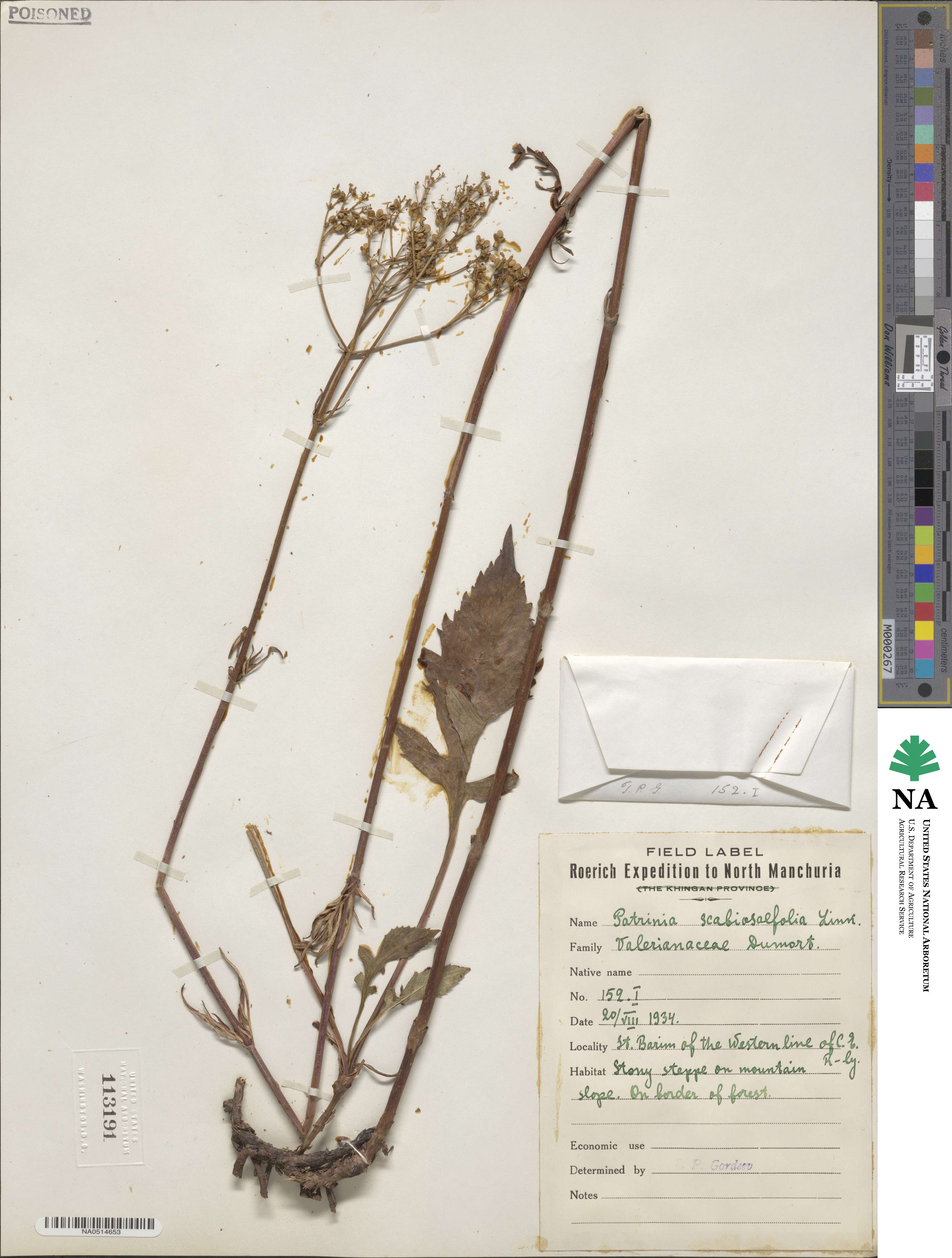 Patrinia scabiosifolia image