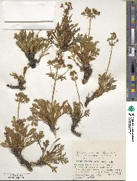 Patrinia sibirica image