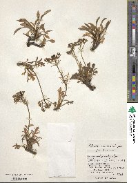 Patrinia sibirica image