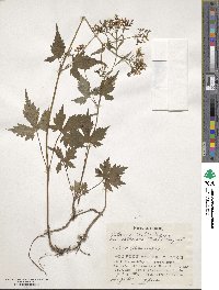 Patrinia triloba image