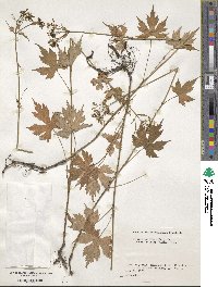 Patrinia triloba var. palmata image