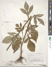 Patrinia villosa image