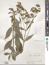 Patrinia villosa image