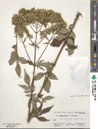 Patrinia villosa image