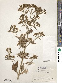 Patrinia villosa image