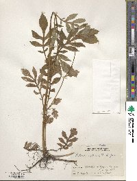 Patrinia villosa image