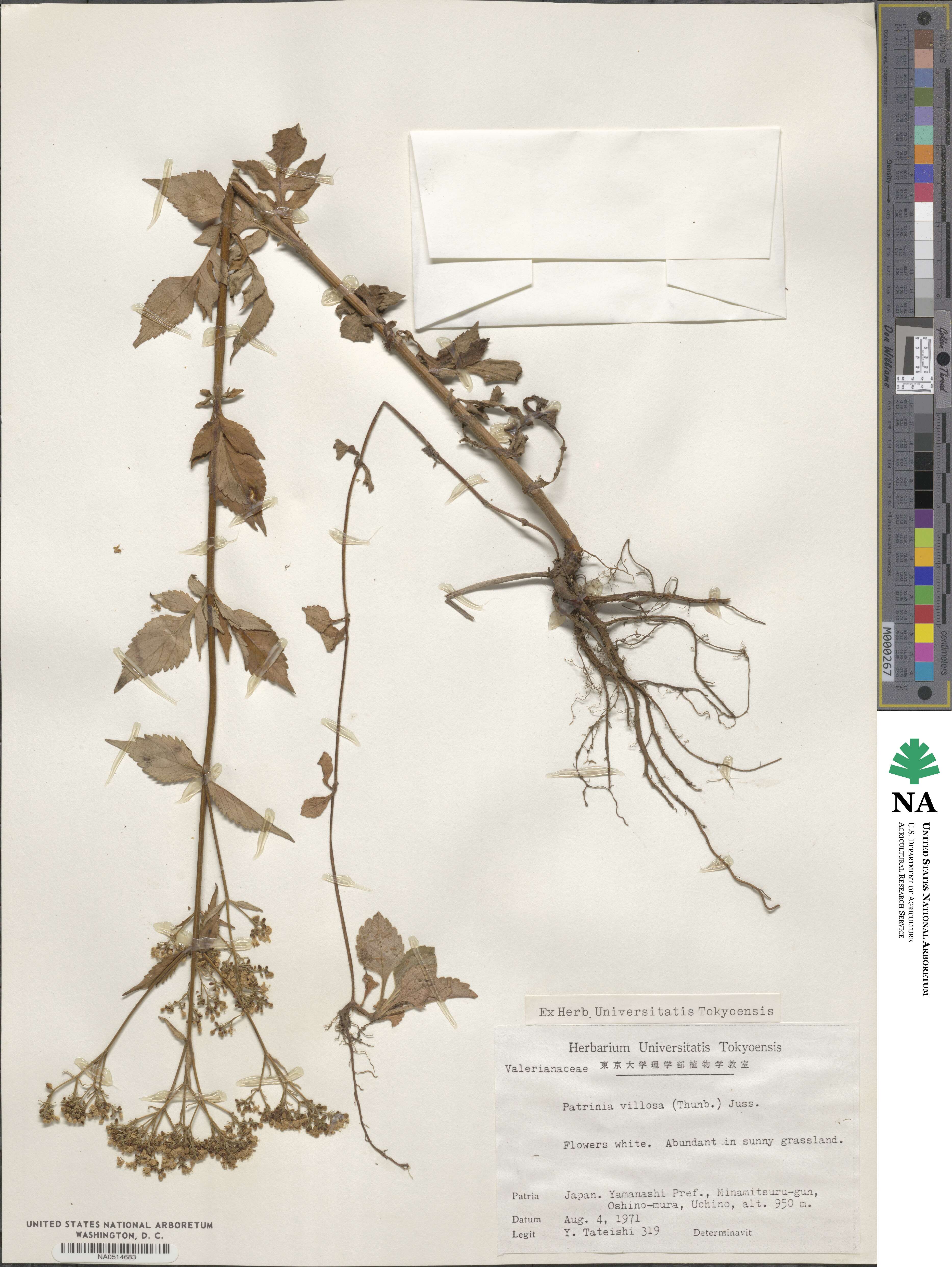 Patrinia villosa image