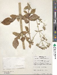 Patrinia scabiosifolia image