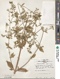 Patrinia scabiosifolia image