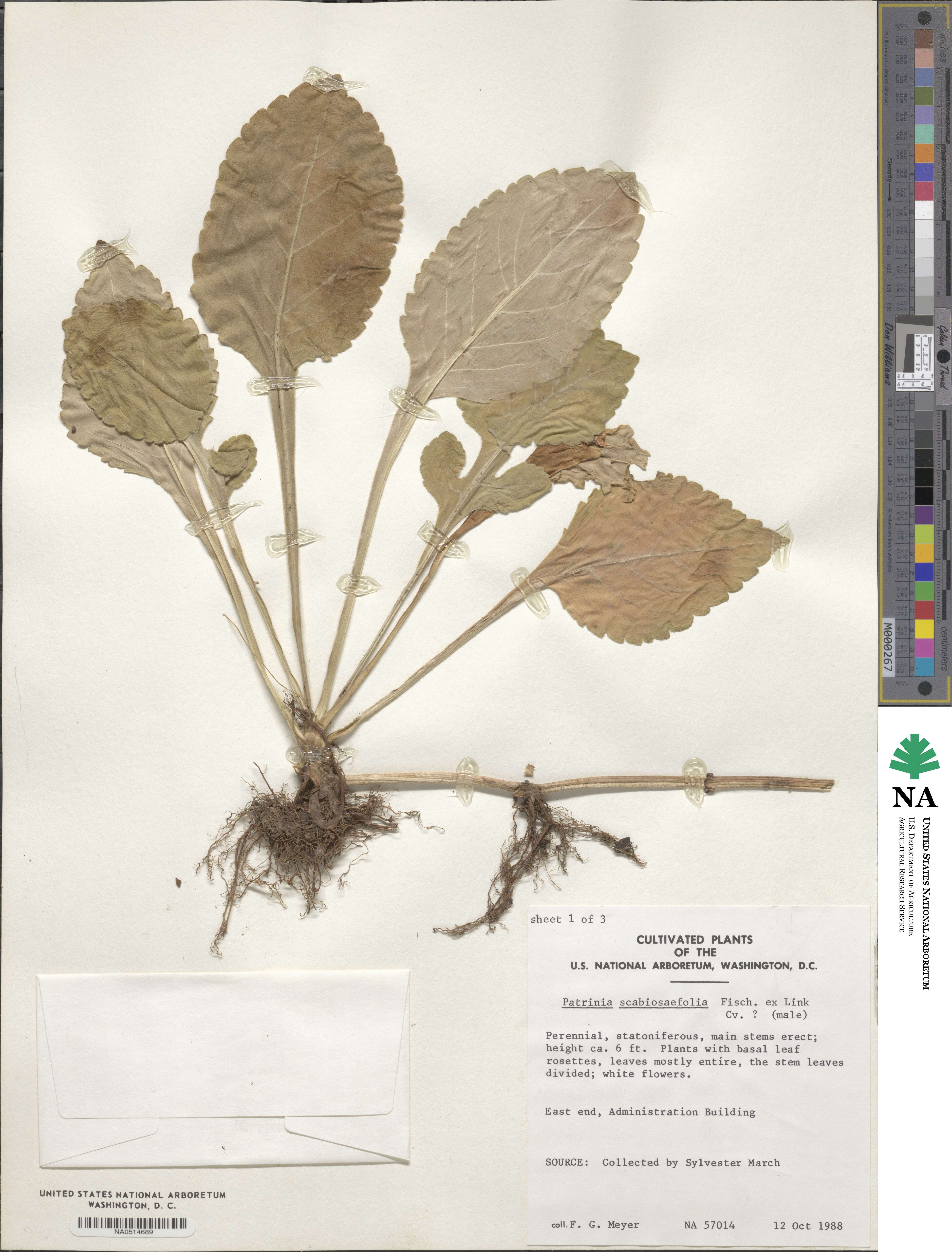 Patrinia image