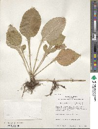 Patrinia scabiosifolia image