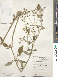 Patrinia scabiosifolia image