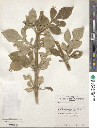 Patrinia scabiosifolia image