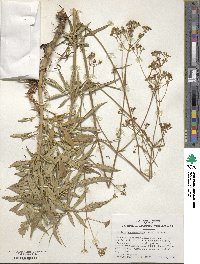 Patrinia scabiosifolia image