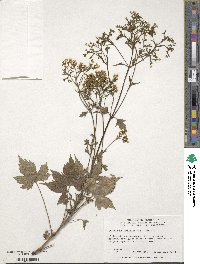 Patrinia triloba image