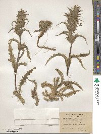 Morina longifolia image