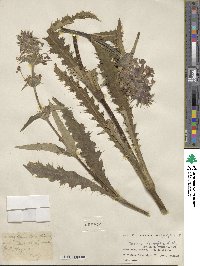 Morina longifolia image