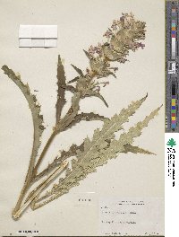 Morina longifolia image