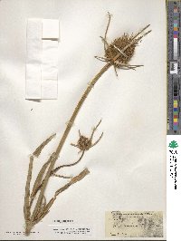 Dipsacus fullonum image